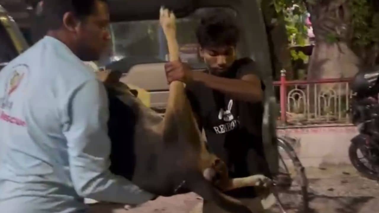 Jalpaiguri: পাঁঠার মাংসের সঙ্গে বিষ মিশিয়ে খুন ১২ সারমেয়, জামিনযোগ্য ধারায় রুজু মামলা