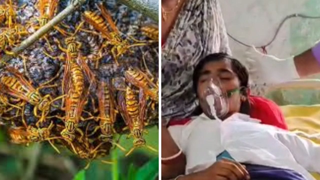 Medinipur: স্বাধীনতা দিবসের প্রভাতফেরীর মধ্যেই ভয়ঙ্কর কাণ্ড, হাসপাতালে ভর্তি ৩০ ছাত্র-শিক্ষক Medinipur: স্বাধীনতা দিবসের প্রভাতফেরীর মধ্যেই ভয়ঙ্কর কাণ্ড, হাসপাতালে ভর্তি ৩০ ছাত্র-শিক্ষক