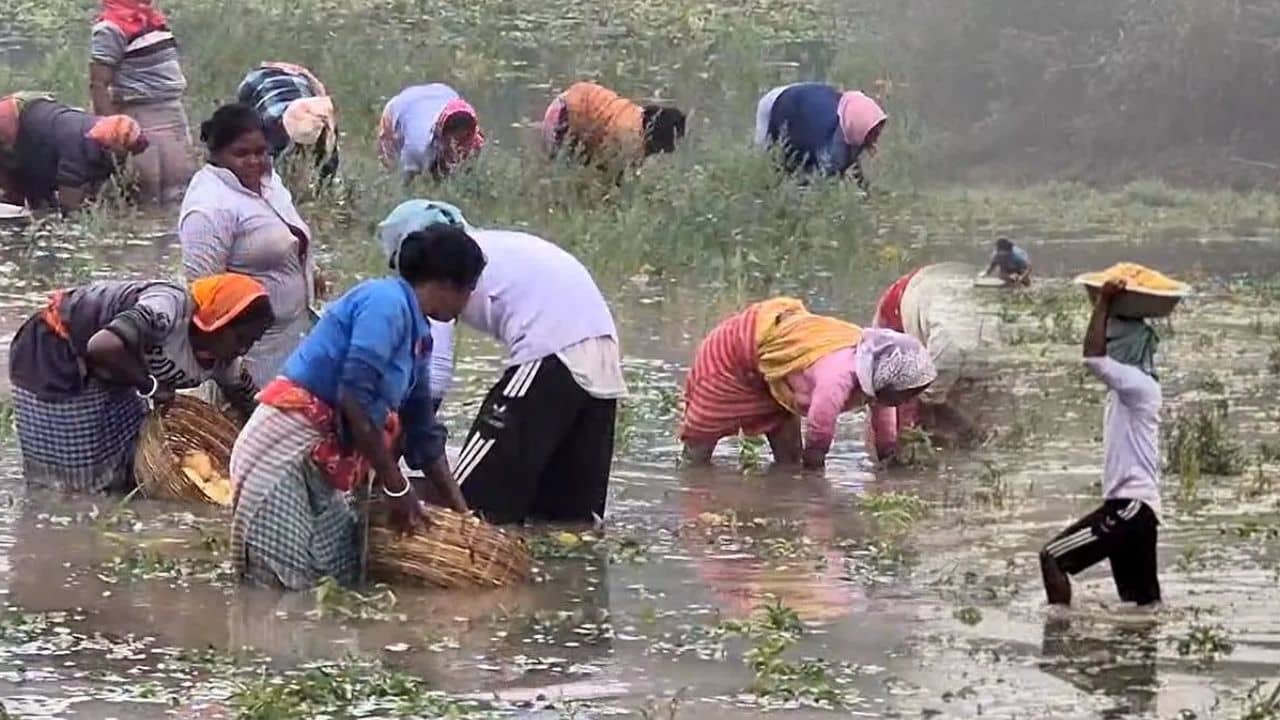 Hooghly: একবিঘার চাষের খরচ ৫০০০, জমি বাঁচাবে কী করে! মাথায় হাত কৃষকদের