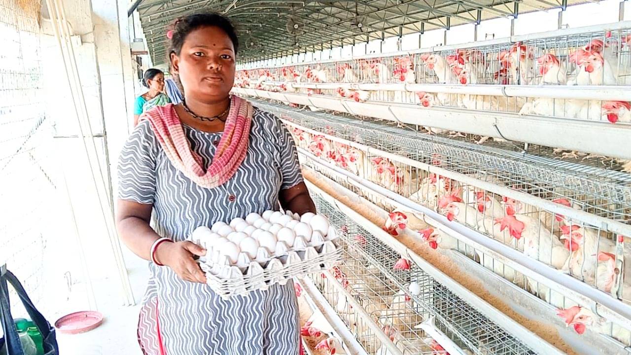 Jalpaiguri: প্রতিদিন ১ লক্ষ ডিম উৎপন্ন হয়, বন্ধ হচ্ছে ৪০ কোটির সেই ফার্ম, মাথায় হাত শতাধিক কর্মীর