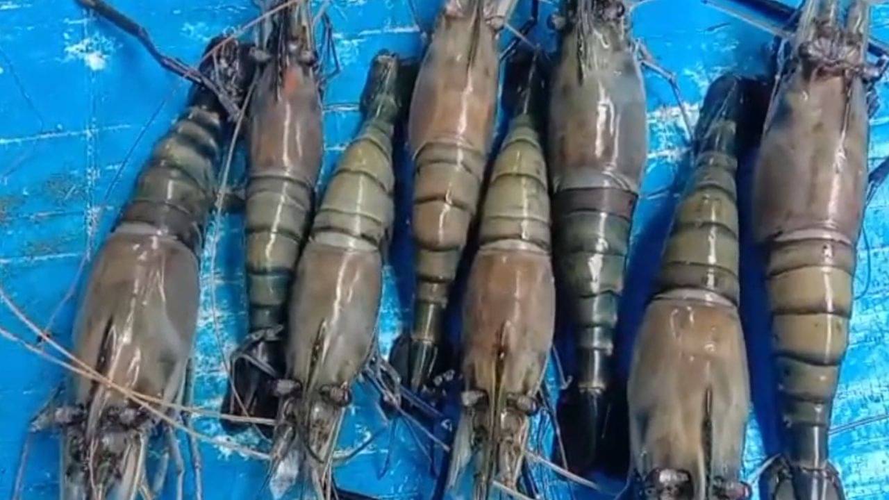 Digha: ট্রাম্পের সিদ্ধান্তে বড় বিপর্যয়ের মুখে দিঘার চিংড়ি ব্যবসা, মাথায় হাত ব্যবসায়ীদের