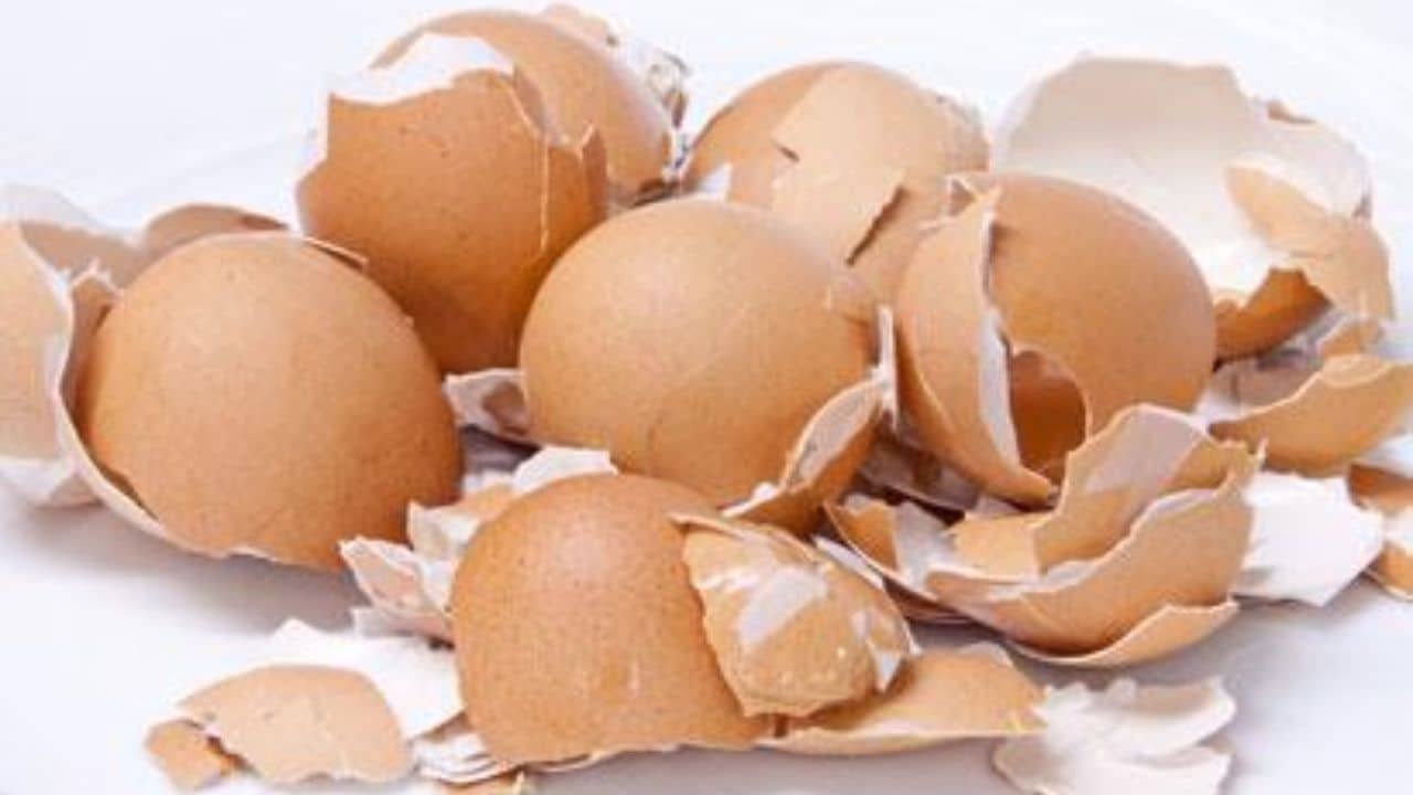 ডিমের খোসার ফেসপ্যাকে জেল্লা ফিরবে ত্বকে, কায়দাটা জাস্ট জেনে নিন