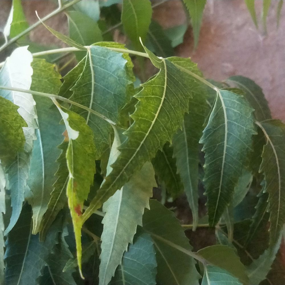 Neem