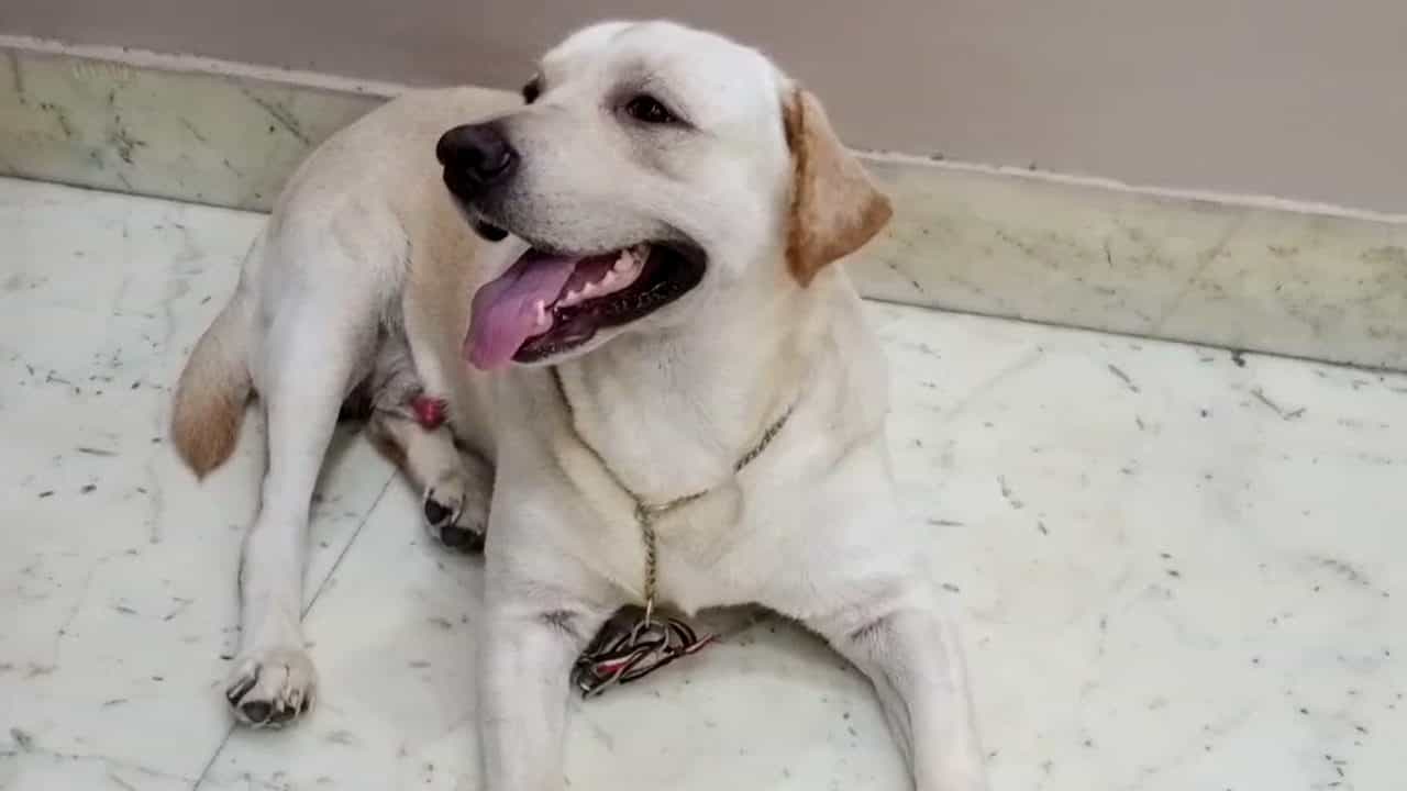 Pet Dog: কুকুর পুষতে গেলেও এবার লাগবে লাইসেন্স, নতুন নিয়ম চালু হচ্ছে হাওড়ায় Pet Dog: কুকুর পুষতে গেলেও এবার লাগবে লাইসেন্স, নতুন নিয়ম চালু হচ্ছে হাওড়ায়
