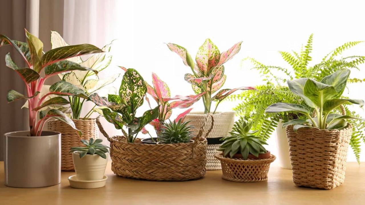 Indoor Plants: হাজার চেষ্টা করেও ঘরে রাখা গাছ বাঁচাতে পারছেন না? দেখুন তো এগুলো করছেন কিনা