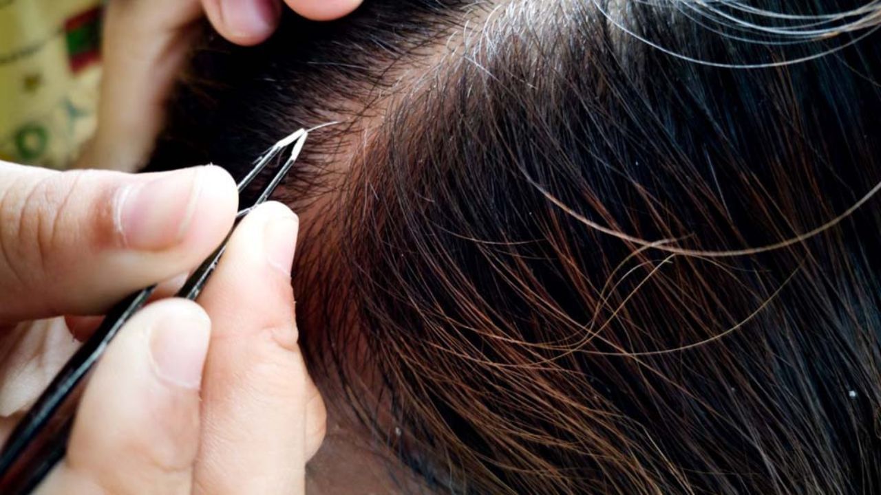 Grey Hair: একটা পাকা চুল তুললেই গোটা মাথা ভরবে সাদা চুলে! এই ধারণা আদৌ সত্যি নাকি... Grey Hair: একটা পাকা চুল তুললেই গোটা মাথা ভরবে সাদা চুলে! এই ধারণা আদৌ সত্যি নাকি...