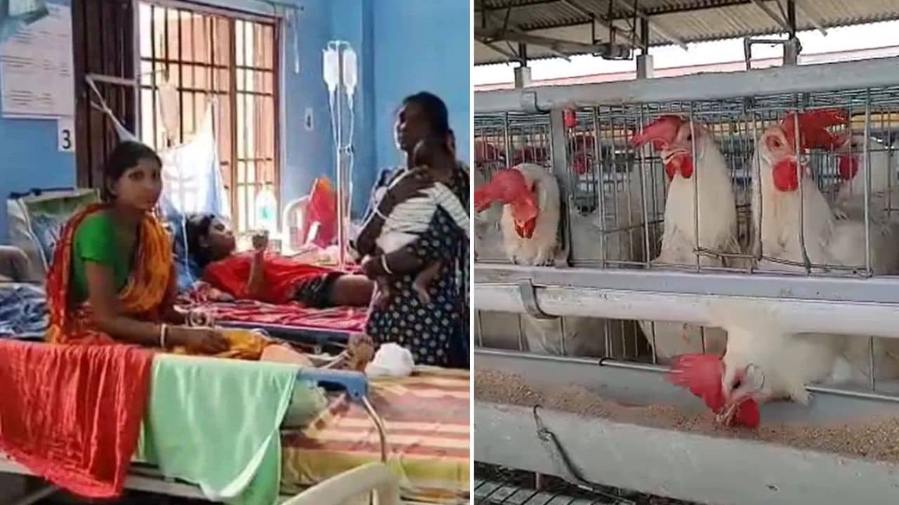 Jalpaiguri: অসুখ কমুক, ফার্ম থাকুক..., লেপ্টোস্পাইরোসিস আতঙ্কের মধ্যেই হ্যাচারি নিয়ে তীব্র রাজনৈতিক চাপানউতোর রাজগঞ্জে