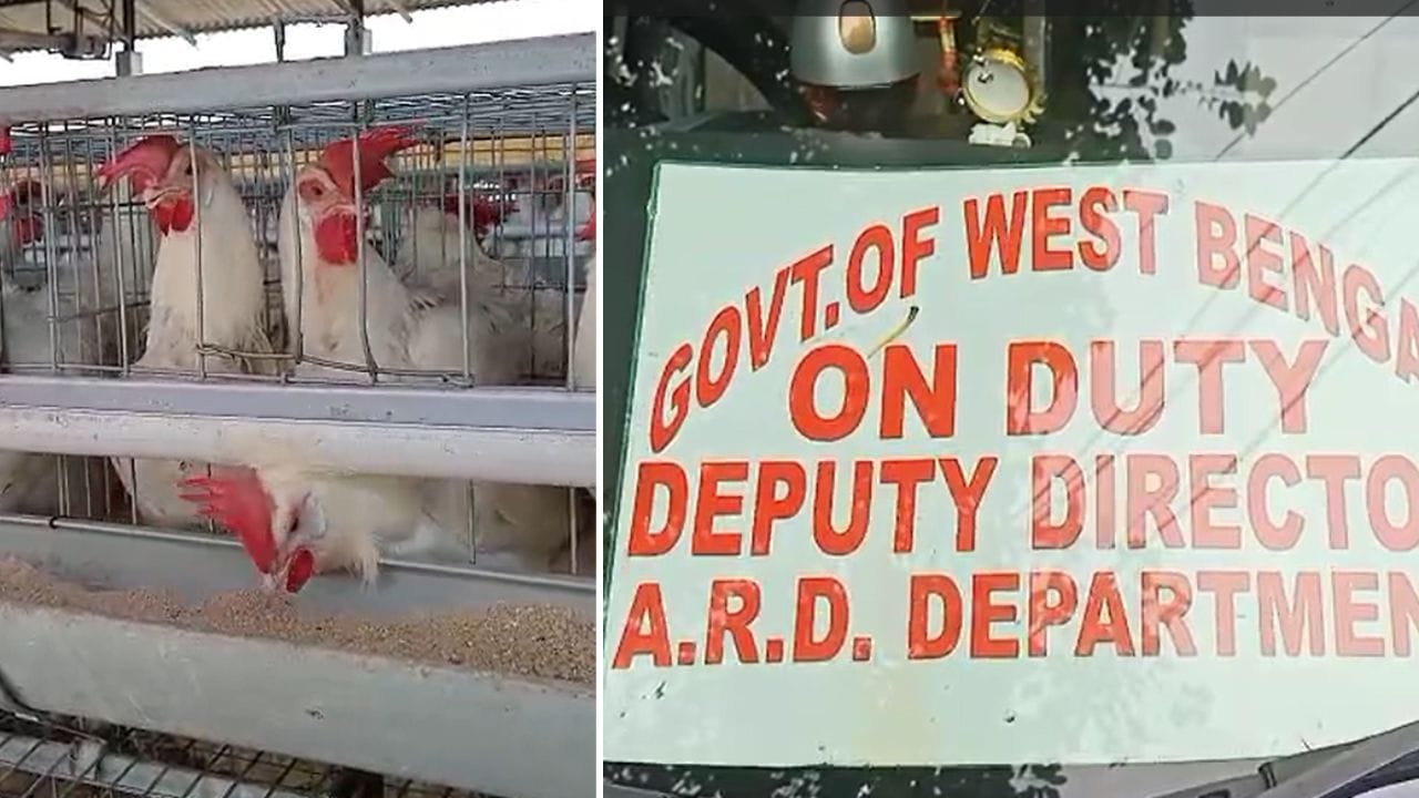 Leptospyrosis: রাজগঞ্জে লেপ্টোস্পাইরোসিসের আঁতুড়ঘর কি সত্যিই ওই হ্যাচারি? কী উল্লেখ রিপোর্টে? Leptospyrosis: রাজগঞ্জে লেপ্টোস্পাইরোসিসের আঁতুড়ঘর কি সত্যিই ওই হ্যাচারি? কী উল্লেখ রিপোর্টে?