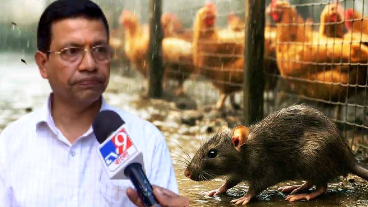 Rat Fever: ইঁদুর জ্বর মহামারির আকার নিচ্ছে? কী বলছেন বিশেষজ্ঞরা?