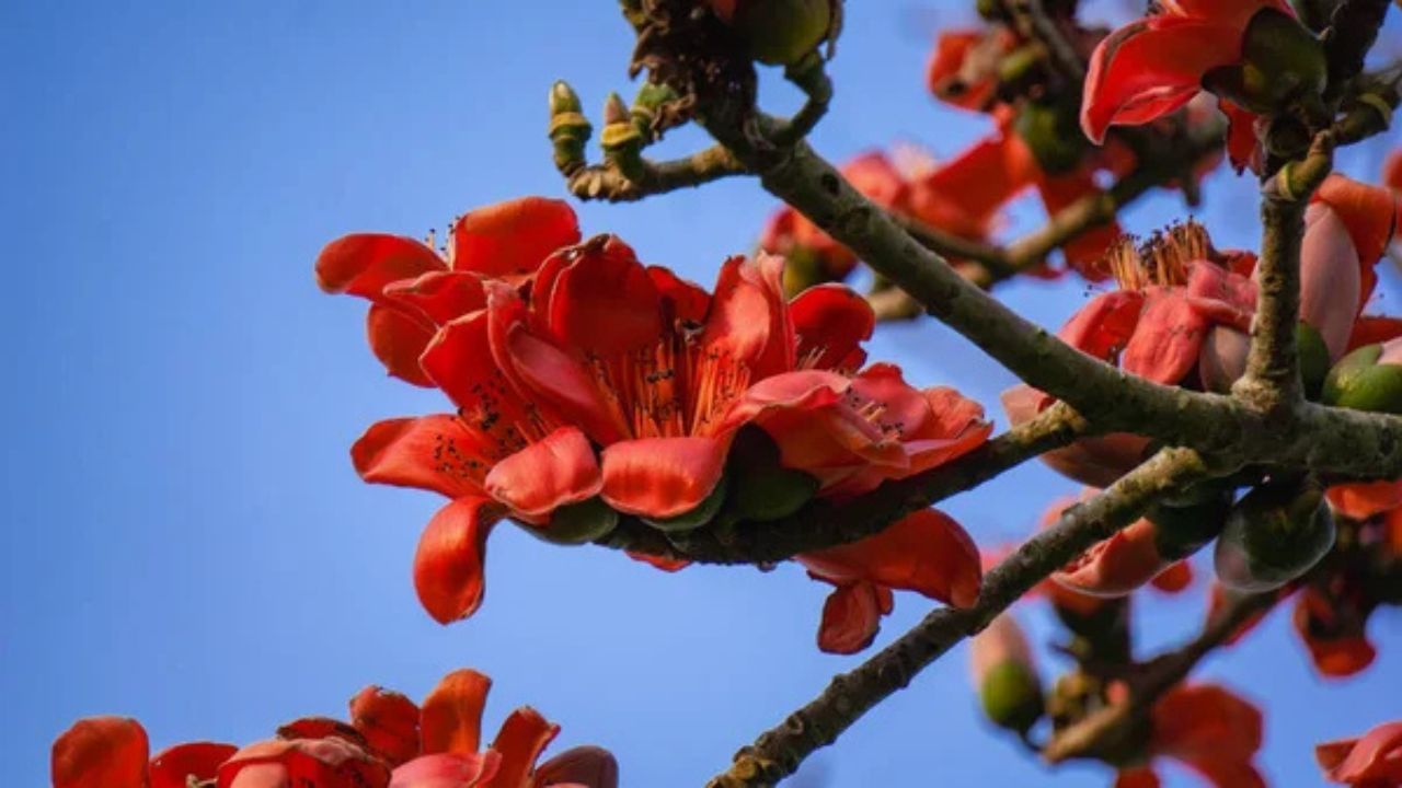 Vaastu Tips: বাড়ির আশেপাশে শিমুল গাছ থাকা ভাল না খারাপ? কী বলছে বাস্তু শাস্ত্র? Vaastu Tips: বাড়ির আশেপাশে শিমুল গাছ থাকা ভাল না খারাপ? কী বলছে বাস্তু শাস্ত্র?