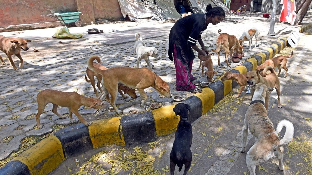 Supreme Court on Stray Dogs: রাস্তাঘাটে পথকুকুরদের খাওয়ানো যাবে না, নিয়ম ভাঙলেই শাস্তি, কড়া নির্দেশ সুপ্রিম কোর্টের Supreme Court on Stray Dogs: রাস্তাঘাটে পথকুকুরদের খাওয়ানো যাবে না, নিয়ম ভাঙলেই শাস্তি, কড়া নির্দেশ সুপ্রিম কোর্টের