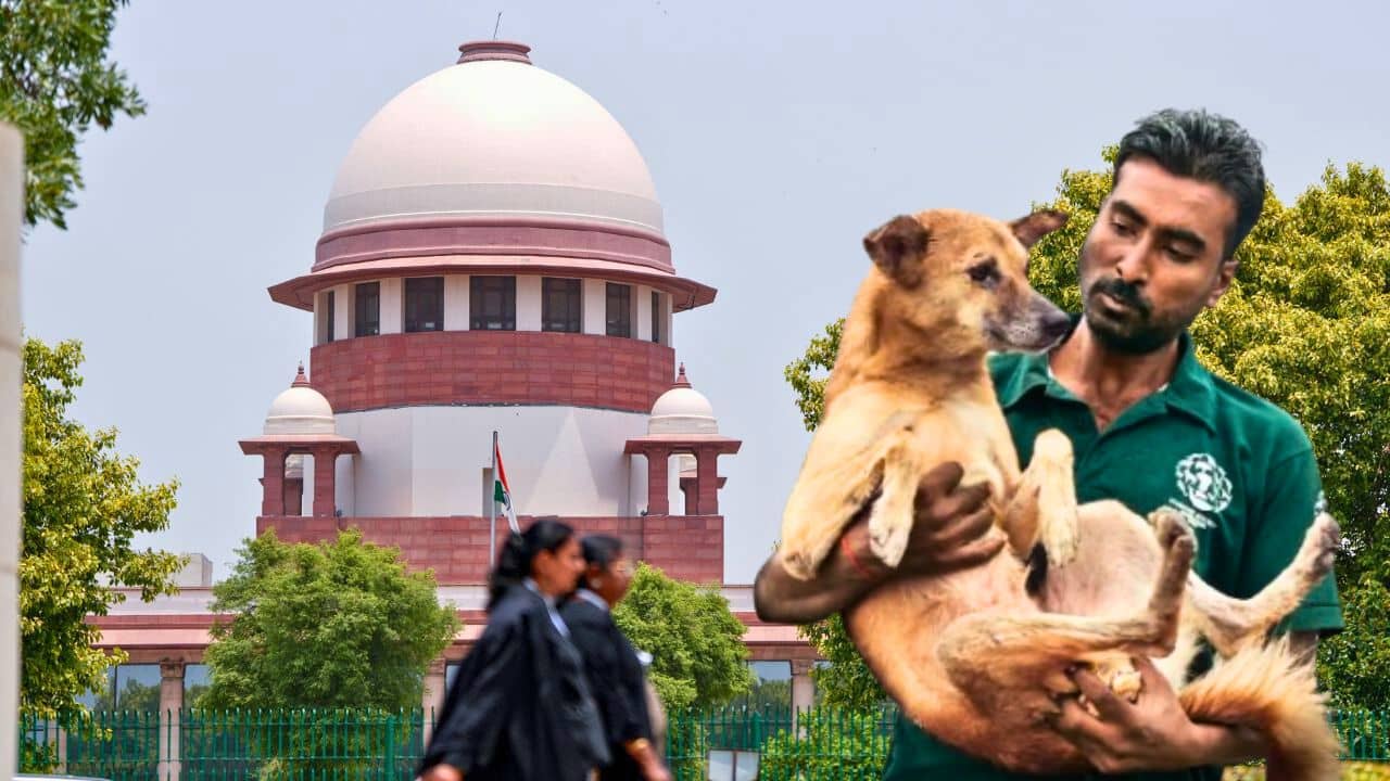 Supreme Court on Stray Dogs: বদলে গেল আগের রায়, পথকুকুরদের নিয়ে নতুন কী নির্দেশ সুপ্রিম কোর্টের?