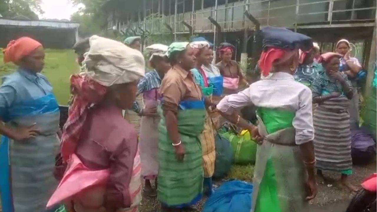 Alipurduar: রাতারাতি একটা নোটিস, উৎসবের মরশুমে অন্ধকার নেমে এল ১৪০০ চা শ্রমিকের জীবনে