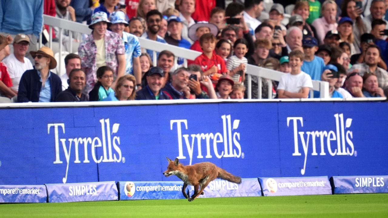 Cricket Bizarre: সারমেয়-সাপ নয়, ক্রিকেট মাঠে এ বার নতুন অতিথি! দেখুন ভিডিয়ো Cricket Bizarre: সারমেয়-সাপ নয়, ক্রিকেট মাঠে এ বার নতুন অতিথি! দেখুন ভিডিয়ো