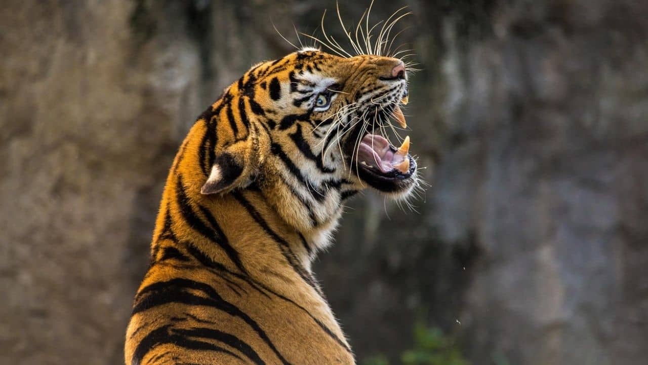 Tigers: বাঘ দেখতে গিয়ে বাঘের পেটেই চলে যেতেন! রণথম্বোরের জঙ্গলে পর্যটকদের ছেড়ে চলে গেল গাইড!