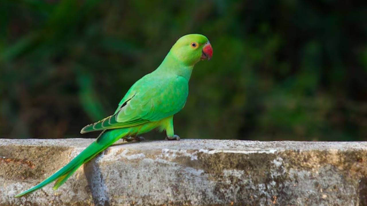 শখ করে টিয়া পাখি পুষেছেন? জানেন এতে পরিবারে কী প্রভাব পড়ছে