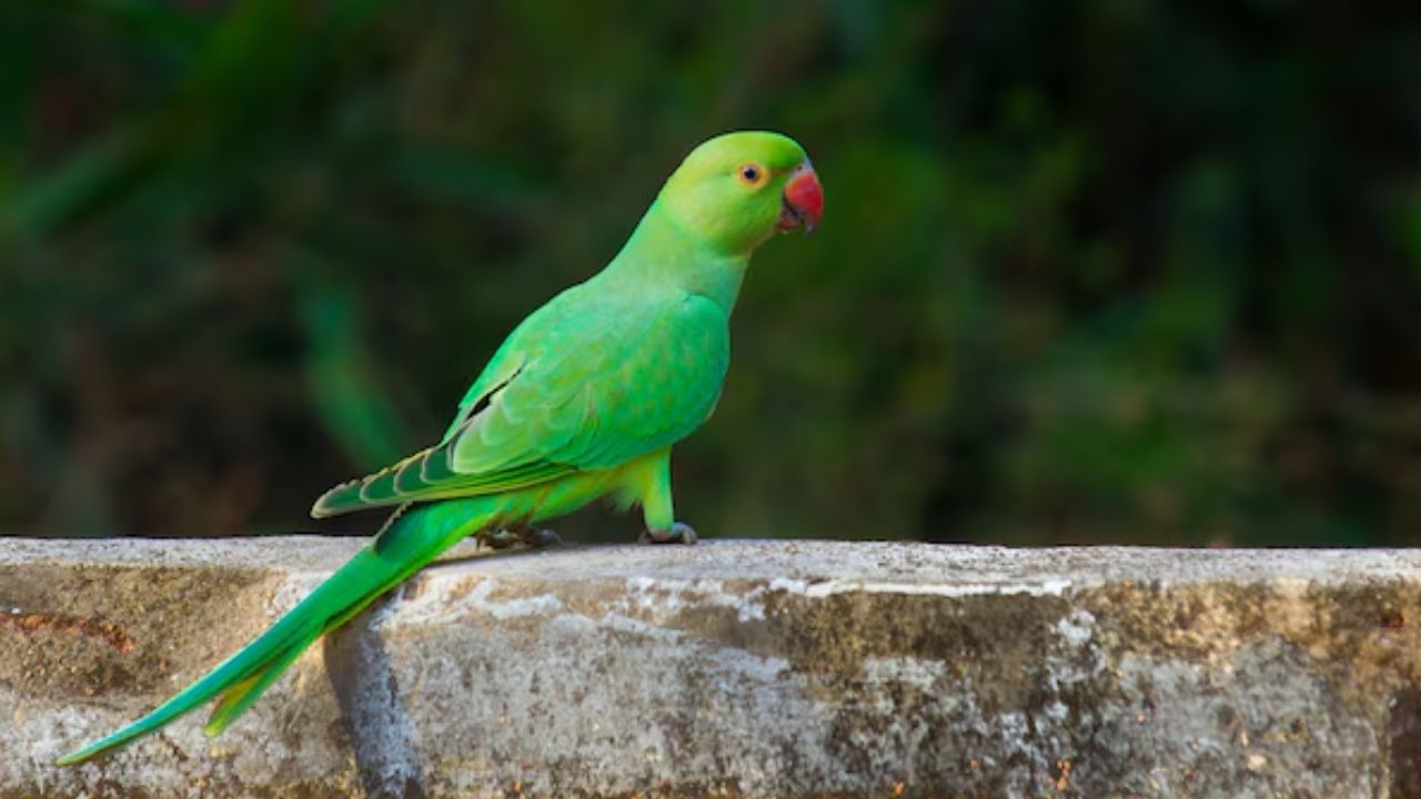 শখ করে টিয়া পাখি পুষেছেন? জানেন এতে পরিবারে কী প্রভাব পড়ছে শখ করে টিয়া পাখি পুষেছেন? জানেন এতে পরিবারে কী প্রভাব পড়ছে
