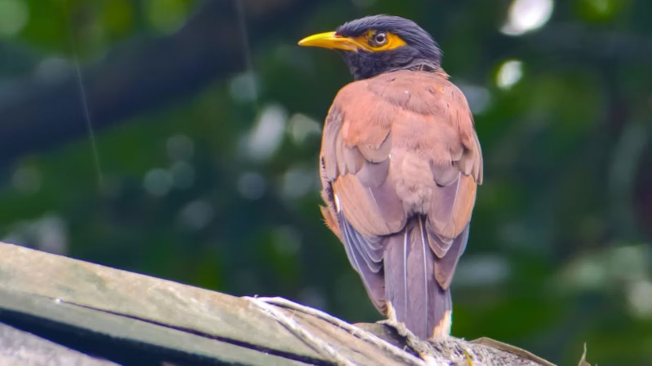 রাস্তায় এক শালিক দেখা মানে সত্যিই অশুভ নাকি পুরোটাই কুসংস্কার? জ্যোতিষশাস্ত্র বলছে… রাস্তায় এক শালিক দেখা মানে সত্যিই অশুভ নাকি পুরোটাই কুসংস্কার? জ্যোতিষশাস্ত্র বলছে…