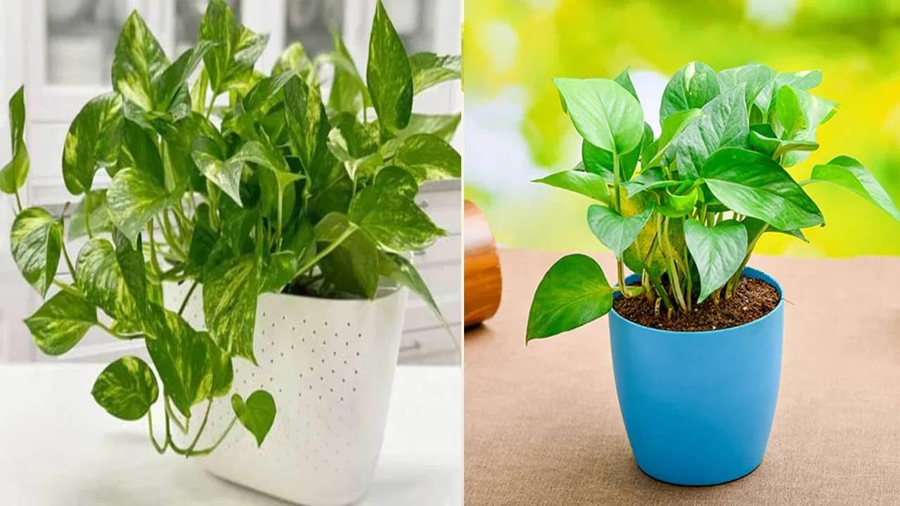 মানিপ্ল্যান্ট লাগিয়েও বাড়ছে না টাকা? তাহলে সমস্যা কোথায়