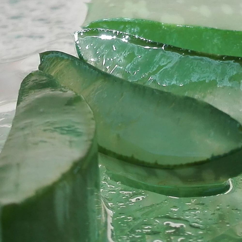 aloe vera