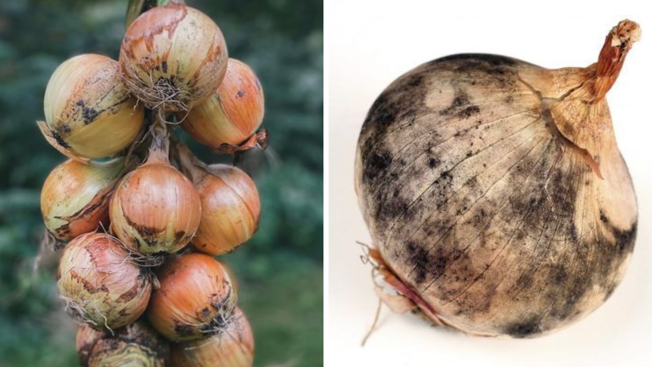 Onion: পেঁয়াজের উপর কালো কালো দাগছোপ, এগুলো খেলে কী হয় জানেন? বিশেষজ্ঞরা বলছেন... Onion: পেঁয়াজের উপর কালো কালো দাগছোপ, এগুলো খেলে কী হয় জানেন? বিশেষজ্ঞরা বলছেন...