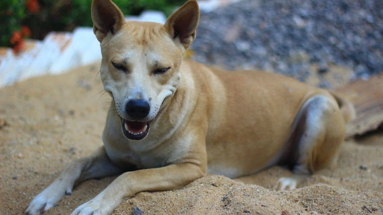 Dogs killed in Asansol: ৮টি সারমেয়কে বিষ খাওয়ানোর অভিযোগ, আসানসোলে তুমুল হইচই
