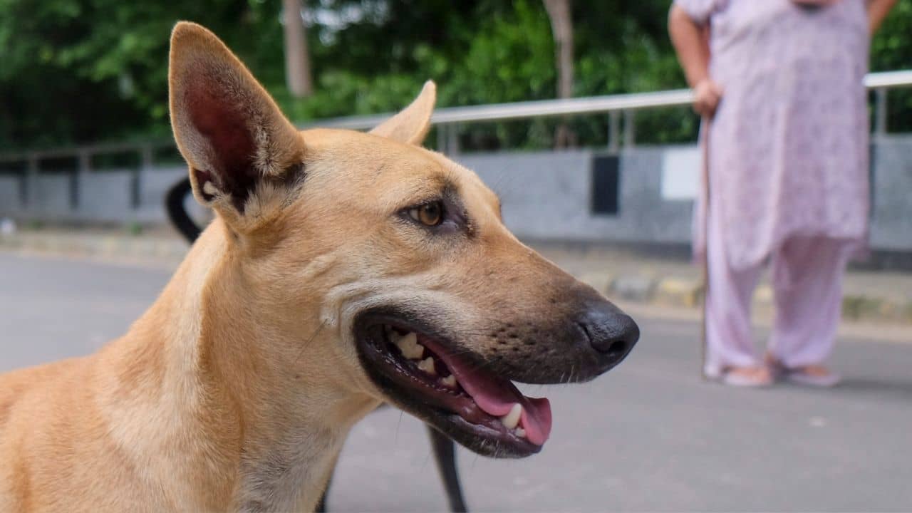 Supreme Court on Stray Dogs: সুপ্রিম রায়ের আগেই ধরপাকড় শুরু, পথকুকুরদের কোথায় নিয়ে যাওয়া হচ্ছে?