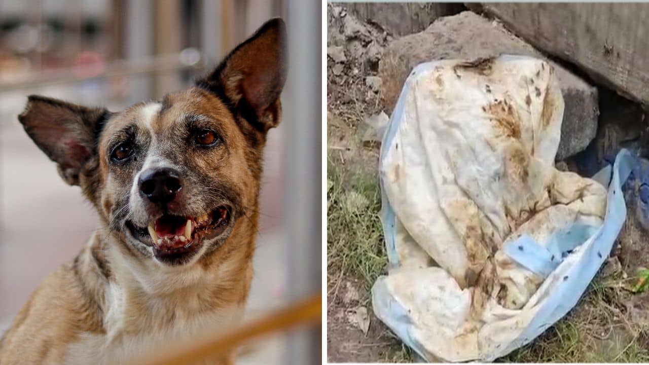 Behala: পড়ে আছে কুকুর-বিড়ালের কাটা হাত-পা, প্যাকেটে উড়ছে পোকা, বেহালার শেল্টারে যা চলছিল...