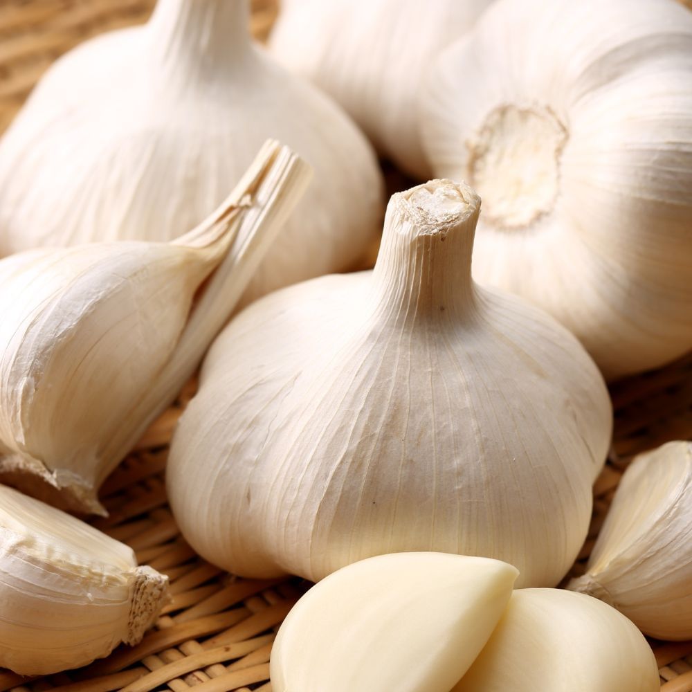 garlic pic