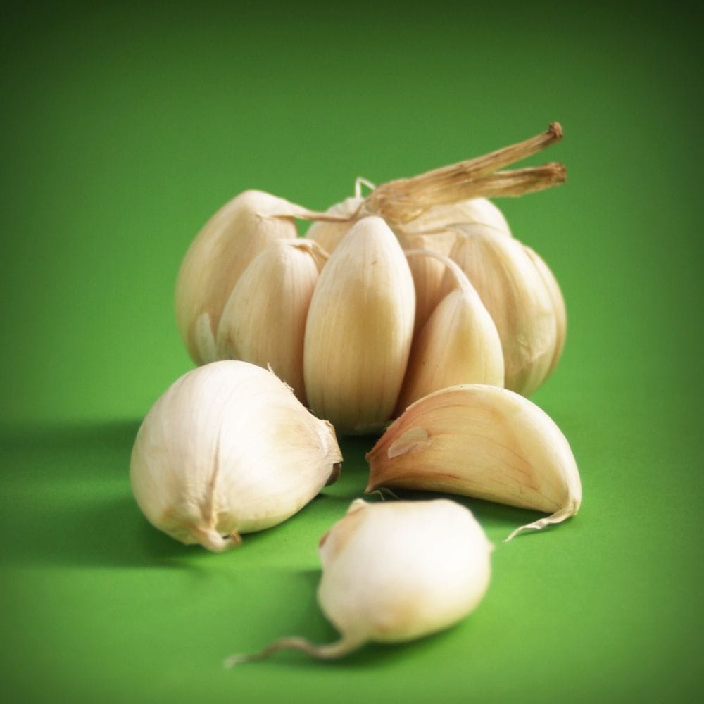 garlic picture