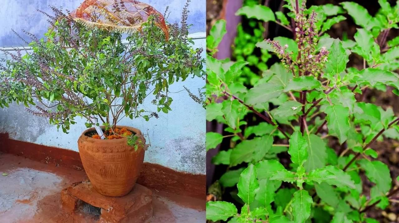 Tulsi Tree: বারবার বাড়ির তুলসী গাছ শুকিয়ে যাচ্ছে? সব ছাড়খাড় হওয়ার আগেই প্রতিকার জানুন
