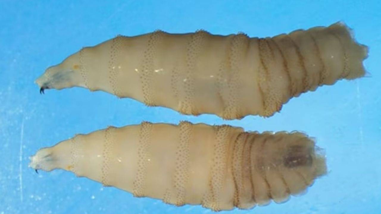 Flesh-Eating Parasite: আপনার শরীরে ভিতর থেকে খেতে থাকবে দেহের মাংসই! ফিরে এল এই ভয়ঙ্কর প্যারাসাইট!