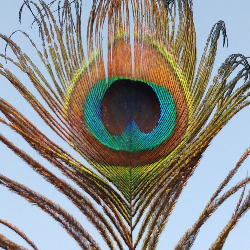 peacock feather image