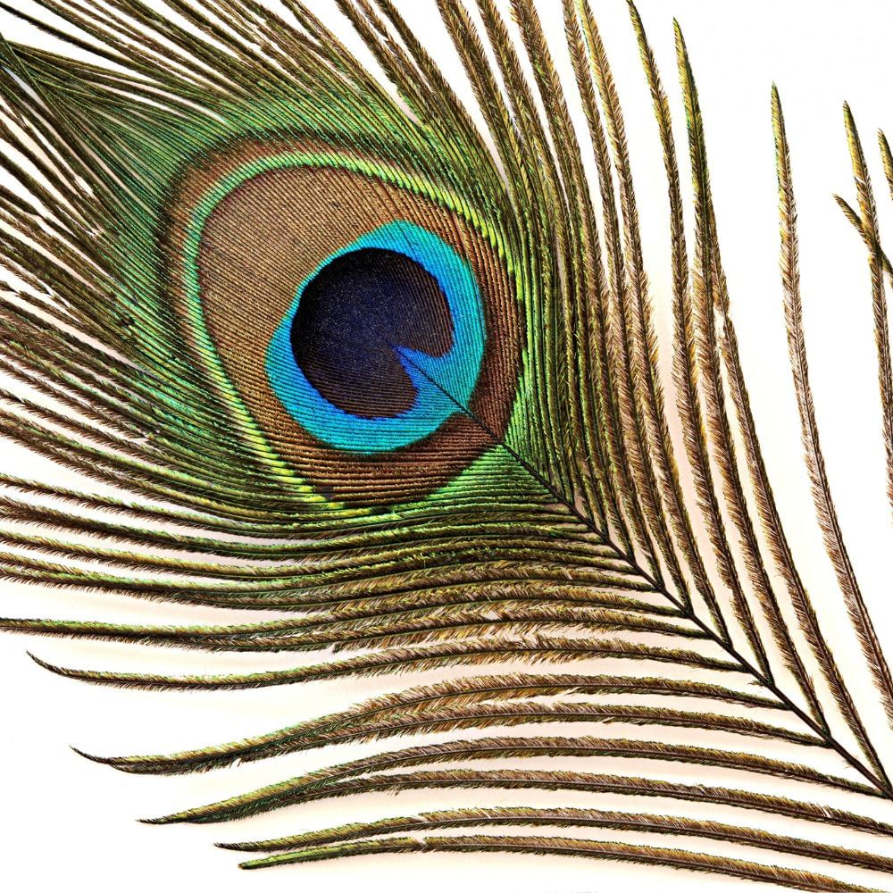 peacock feather photo