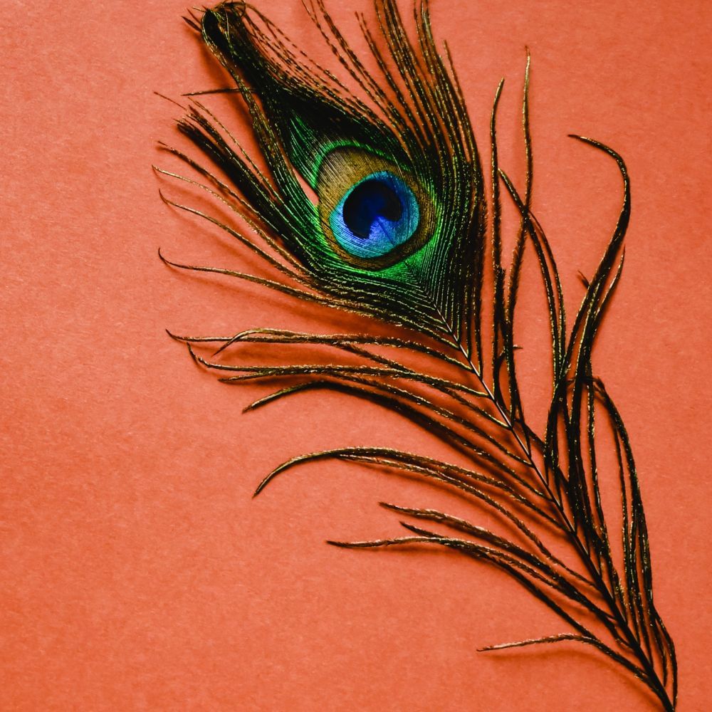 peacock feather picture