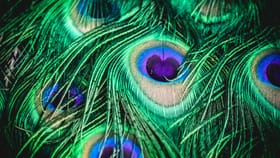 আপনার বাড়িতে ময়ূর পালক আছে? জানেন বাস্তুশাস্ত্র মতে এটি শুভ না অশুভ?