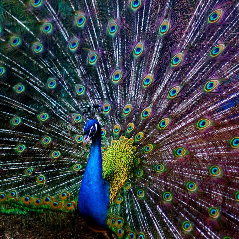 peacock image