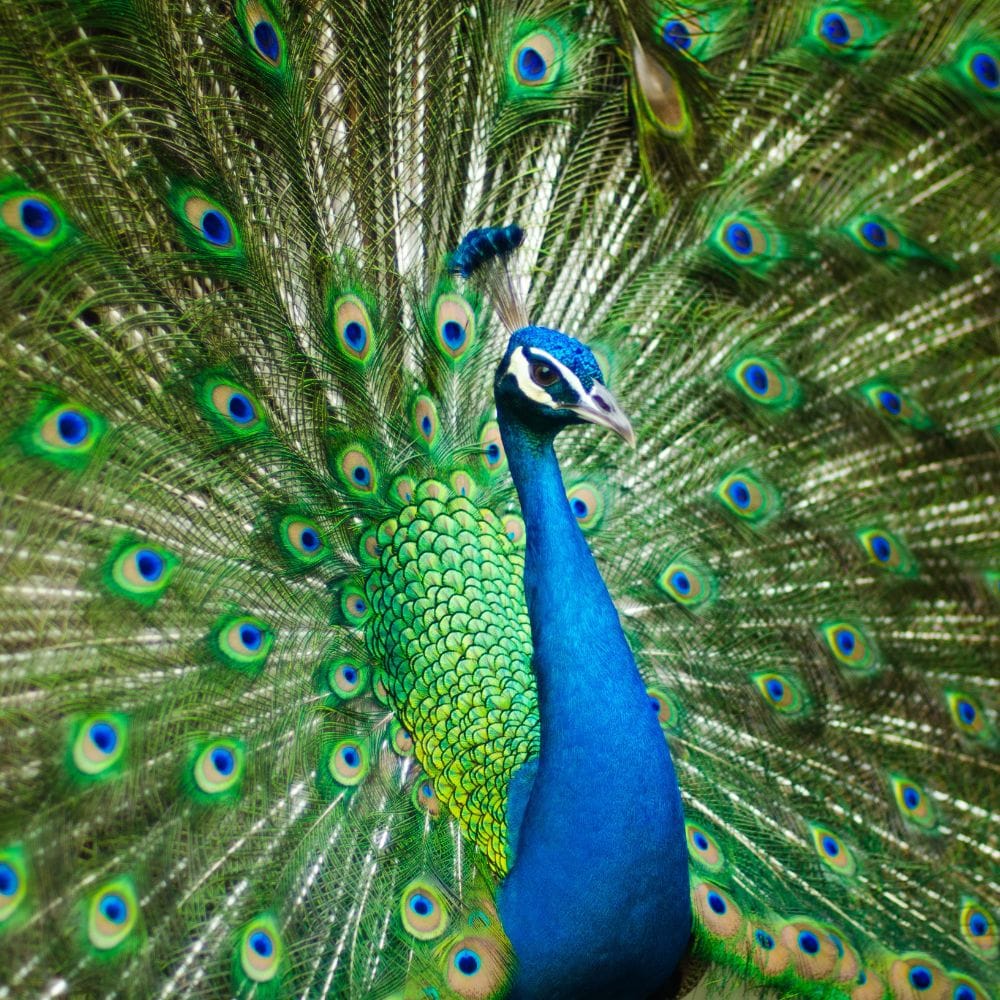 peacock