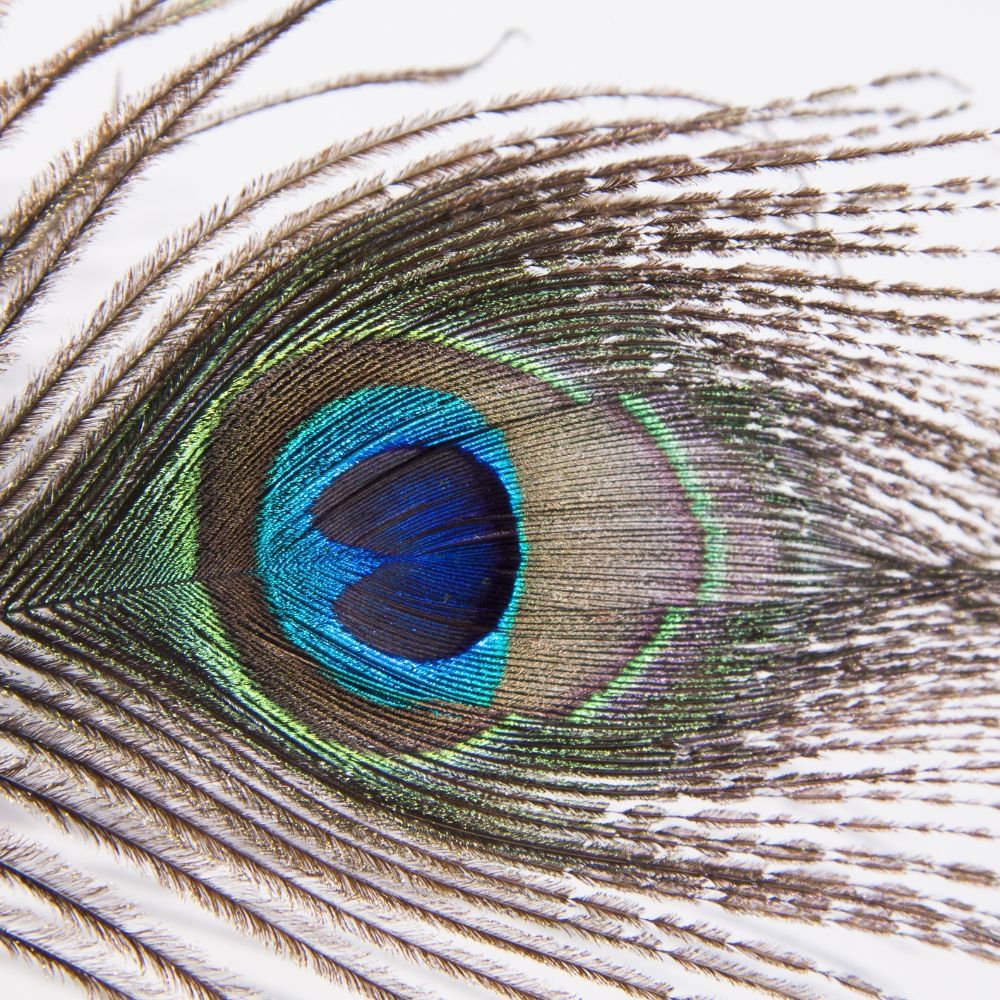 photo of peacock feather (2)