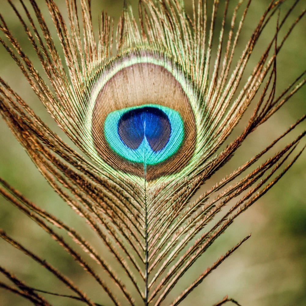 photo of peacock feather