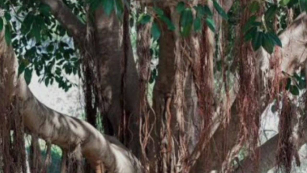 Self hanging in Purulia: গাছ থেকে ঝুলন্ত অবস্থায় উদ্ধার প্রাক্তন পঞ্চায়েত সদস্যের ঝুলন্ত দেহ