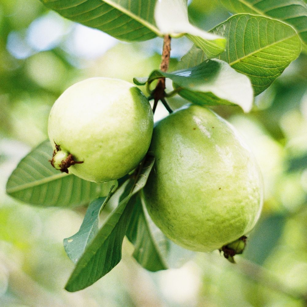 ট্রাইগ্লিসারাইড নিয়ন্ত্রণ করে – নিয়মিত কোনও ব্যক্তি একখানা করে পেয়ারা খেলে রক্তে ট্রাইগ্লিসারাইডের মাত্রা কমতে সাহায্য করে।
