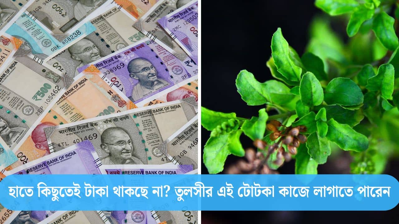 Astro Tips: আয়ের থেকে ব্যয় বেশি, হাতে টাকা আসলেই ভ্যানিশ? তুলসী গাছে এই কাজ করলেই মিলবে সুরাহা