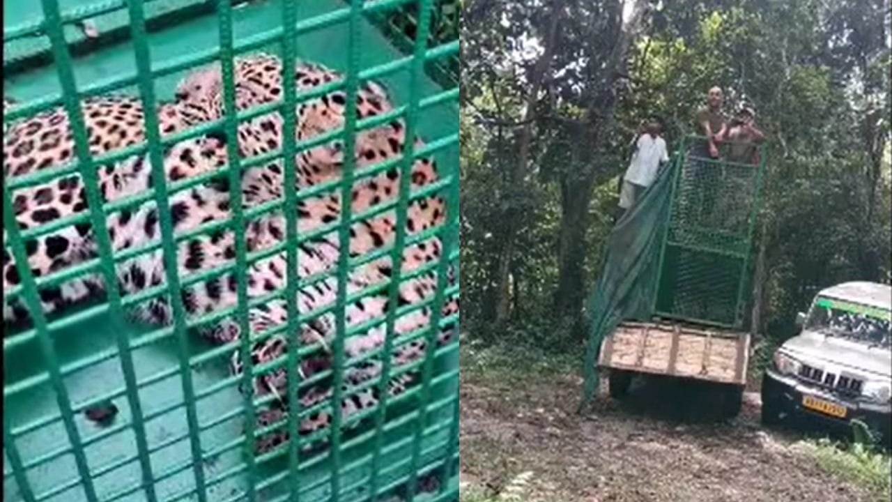 Leopard Attack: ৩টিকে খাঁচায় ঢুকিয়েও শেষ রক্ষা হল না, ফের চিতাবাঘের হানা আলিপুরদুয়ারে