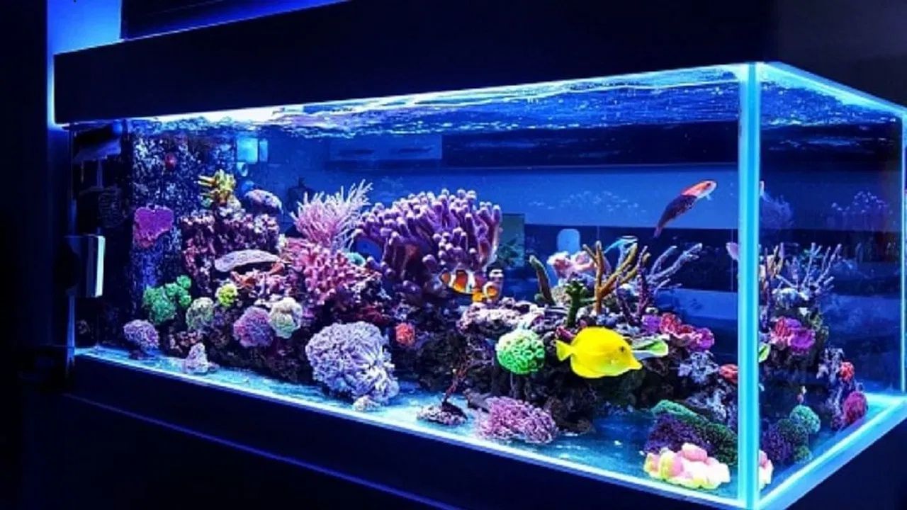 পুজোর আগেই বাড়িতে একটা অ্যাকোরিয়াম বসাবেন ভাবছেন? বাস্তু নিয়মগুলি জানেন তো?