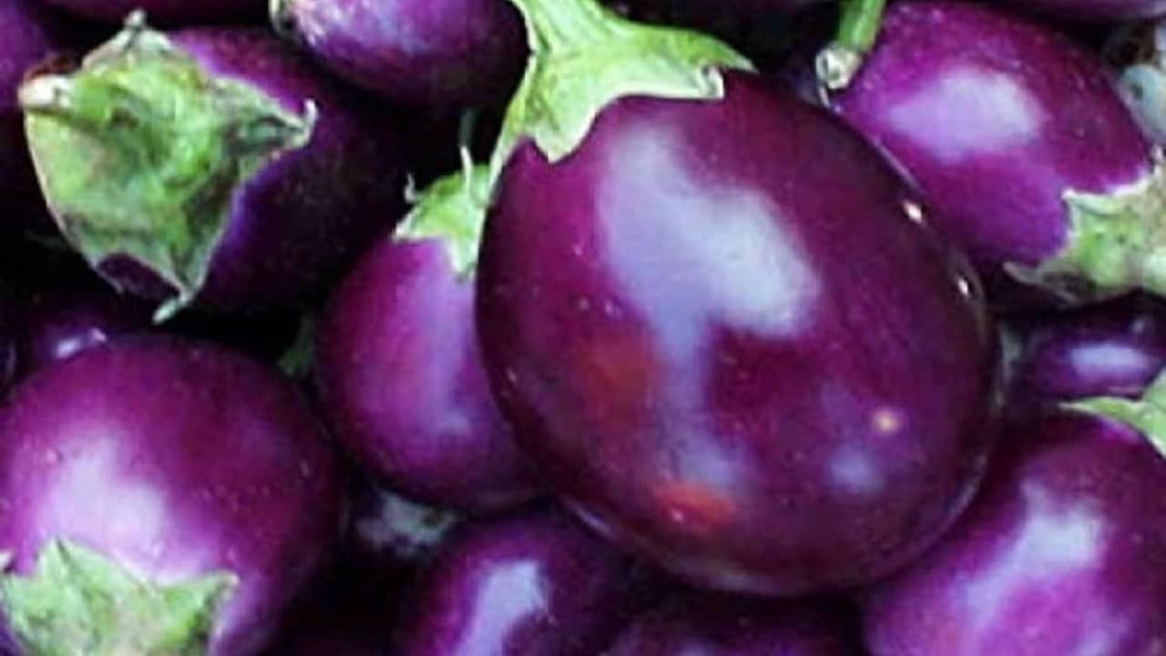 ফ্রিজ ভর্তি বেগুন? ঝটপট রেঁধে ফেলুন এই নতুন সহজ রেসিপি