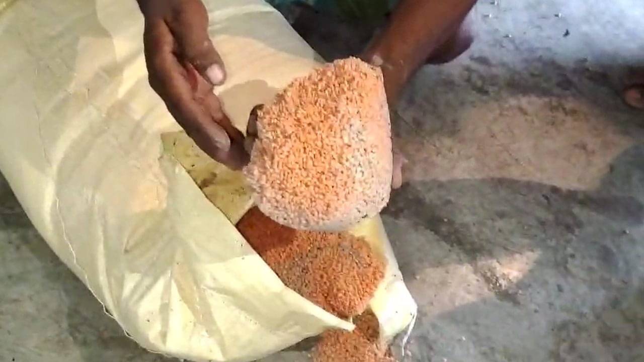 Anganwadi Center: অঙ্গনওয়ারি কেন্দ্রে চাল-ডালে কিলবিল করছে পোকা, সুপারভাইজার বলছেন, ‘আমাকে কেউ জানায়নি’