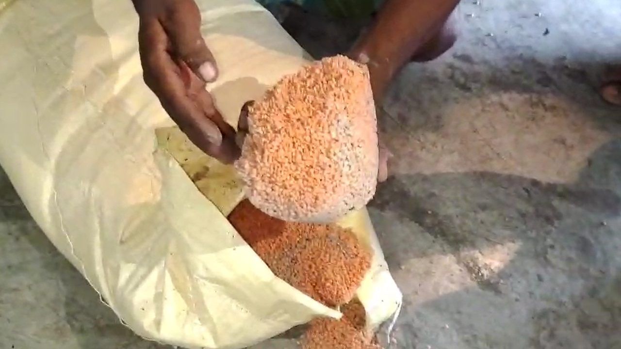 Anganwadi Center: অঙ্গনওয়ারি কেন্দ্রে চাল-ডালে কিলবিল করছে পোকা, সুপারভাইজার বলছেন, ‘আমাকে কেউ জানায়নি’