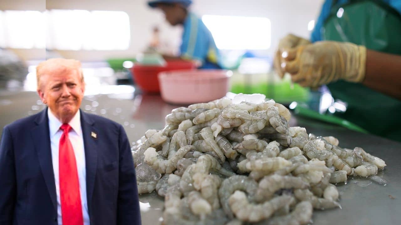 Shrimp Export Crisis: ট্রাম্পের কারণে মার খাচ্ছে চিংড়ির ব্যবসা! ২১ হাজার কোটি টাকা ক্ষতির আশঙ্কা, উদ্বিগ্ন মুখ্যমন্ত্রী