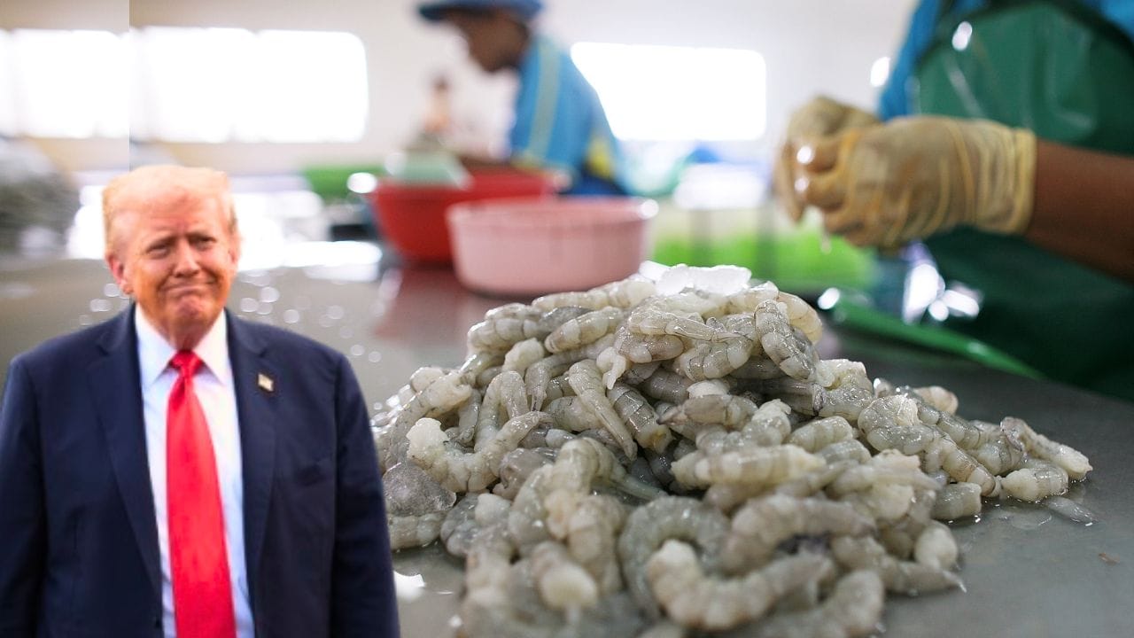 Shrimp Export Crisis: ট্রাম্পের কারণে মার খাচ্ছে চিংড়ির ব্যবসা! ২১ হাজার কোটি টাকা ক্ষতির আশঙ্কা, উদ্বিগ্ন মুখ্যমন্ত্রী Shrimp Export Crisis: ট্রাম্পের কারণে মার খাচ্ছে চিংড়ির ব্যবসা! ২১ হাজার কোটি টাকা ক্ষতির আশঙ্কা, উদ্বিগ্ন মুখ্যমন্ত্রী